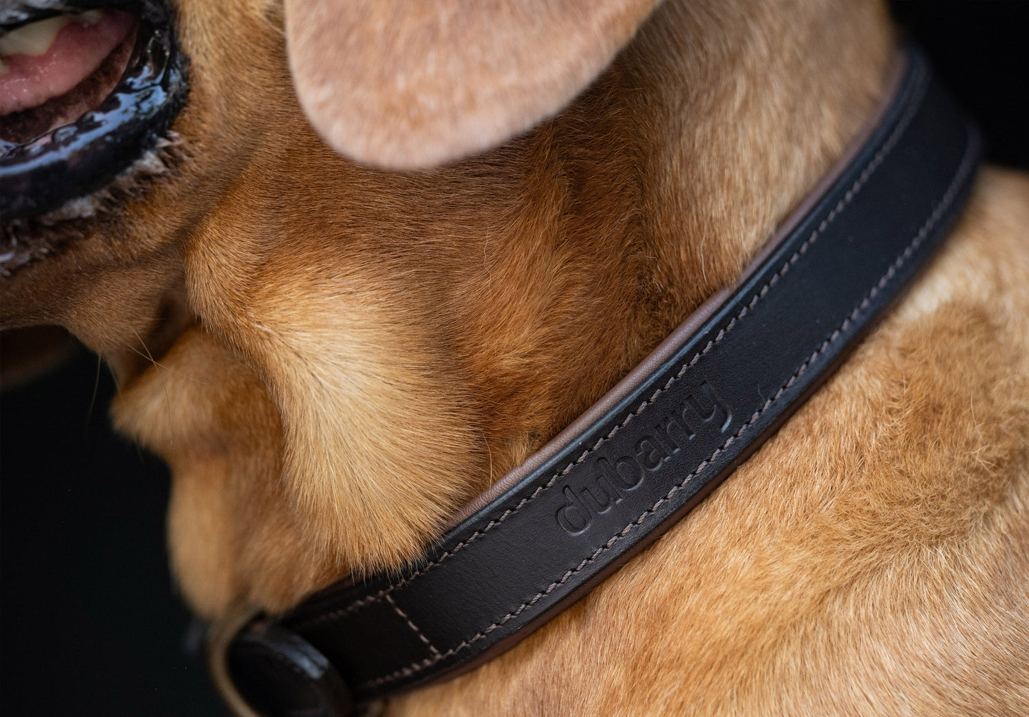 Axel Leather dog collar - Mahogany